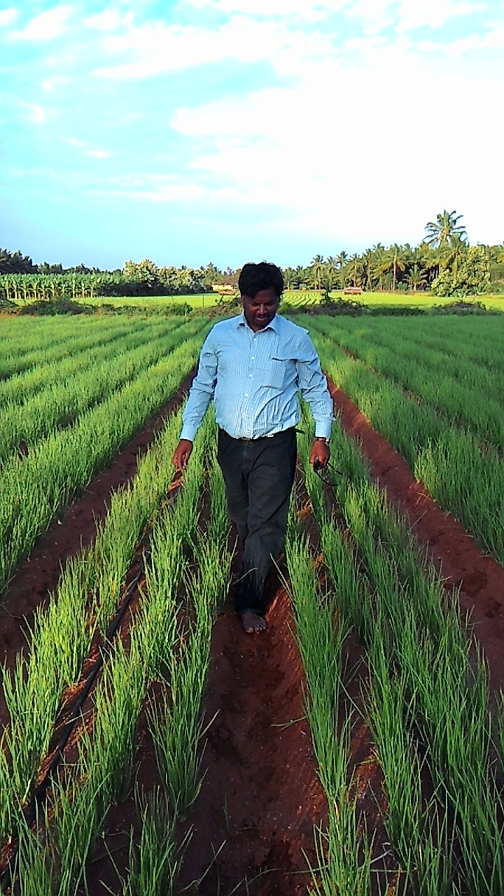 sakthi agro clinic onion growing 