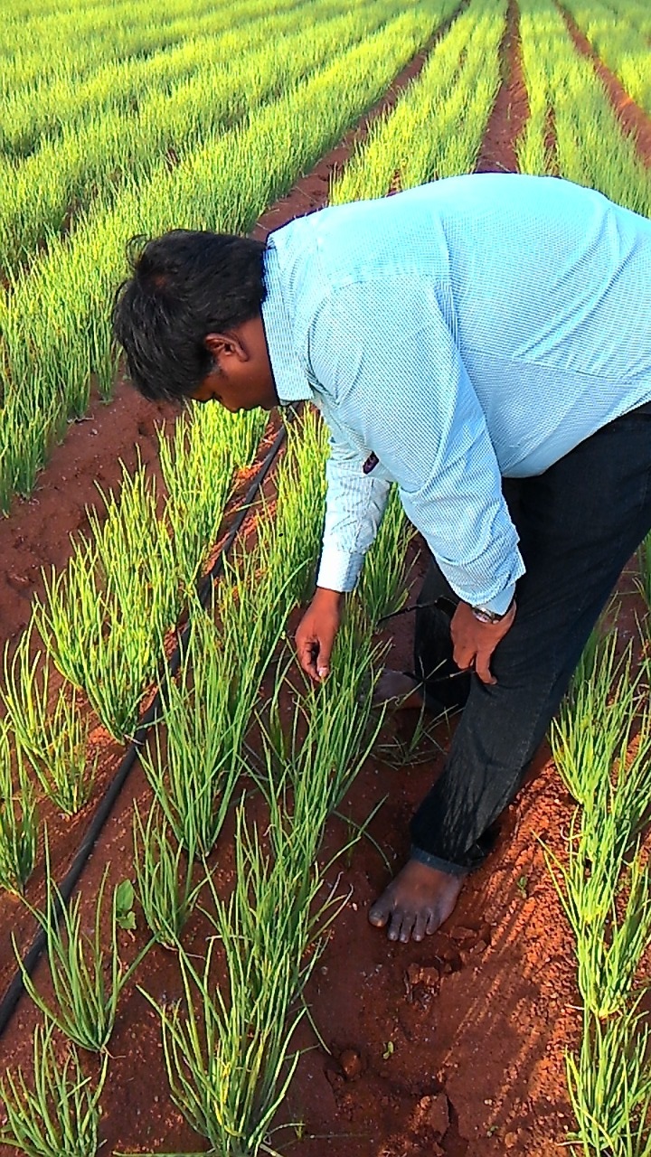 sakthi agro clinic onion growing 