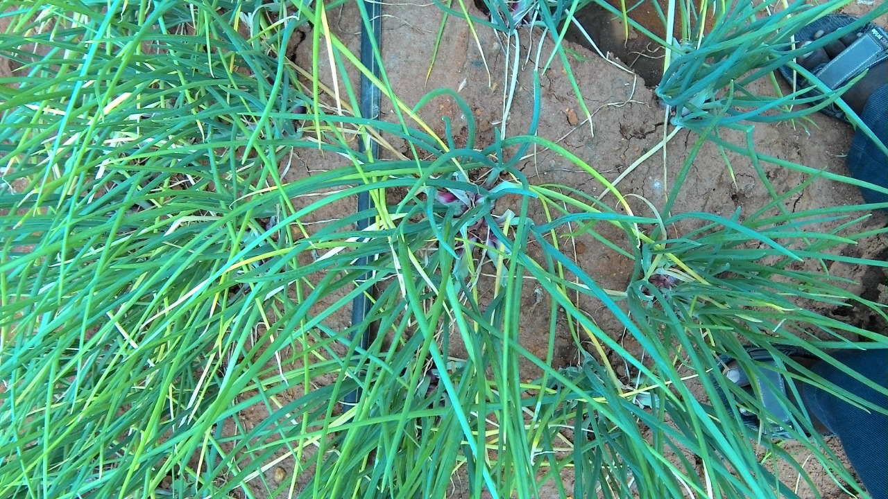 sakthi agro clinic onion growing 