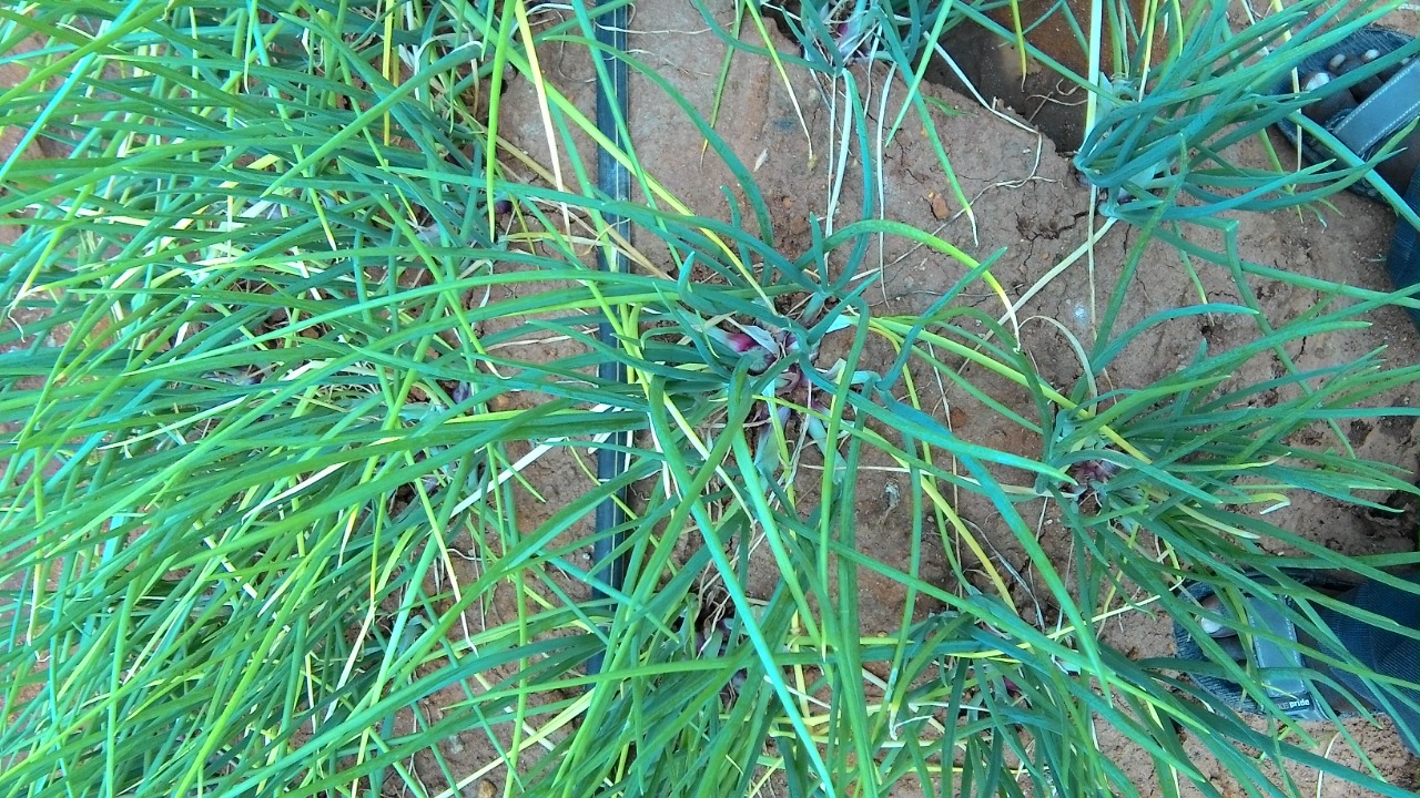 sakthi agro clinic onion growing 
