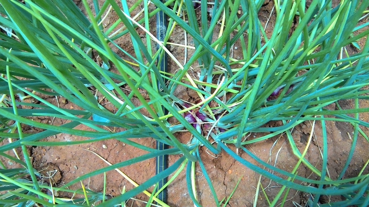 sakthi agro clinic onion growing 