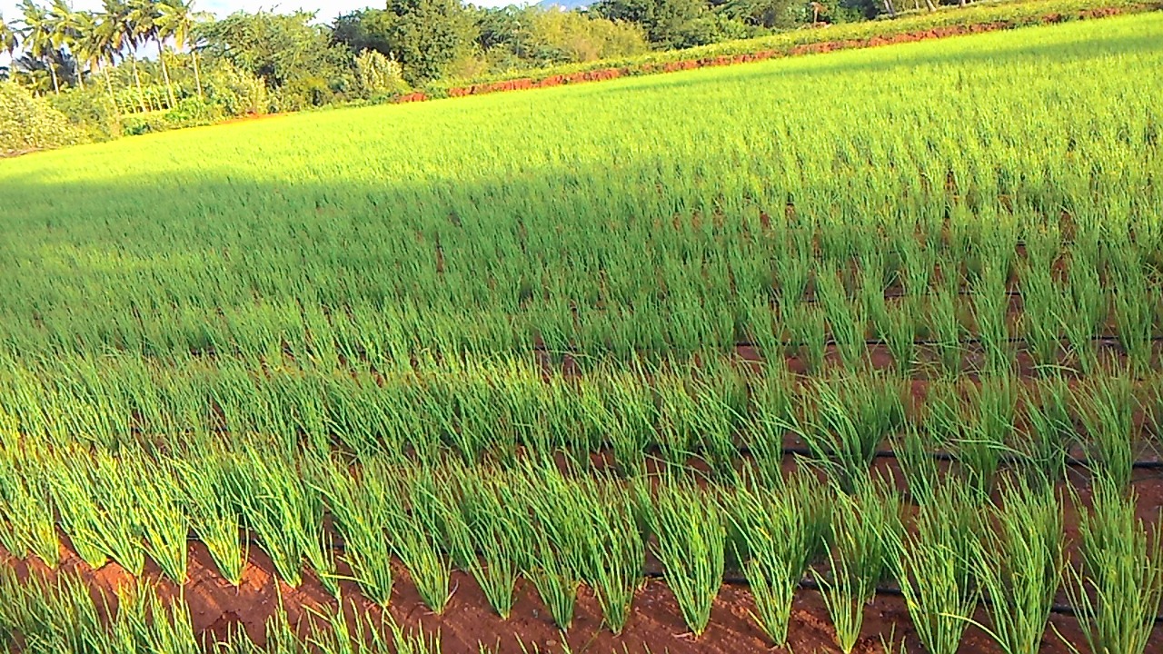sakthi agro clinic onion growing 