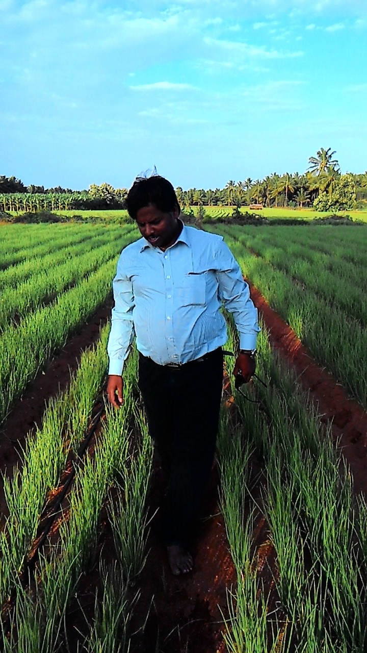 sakthi agro clinic onion growing 