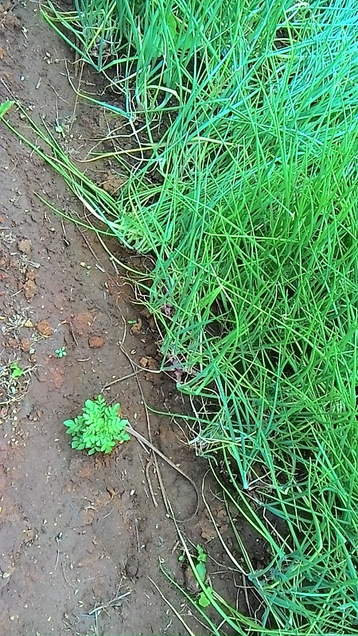 sakthi agro clinic onion growing 