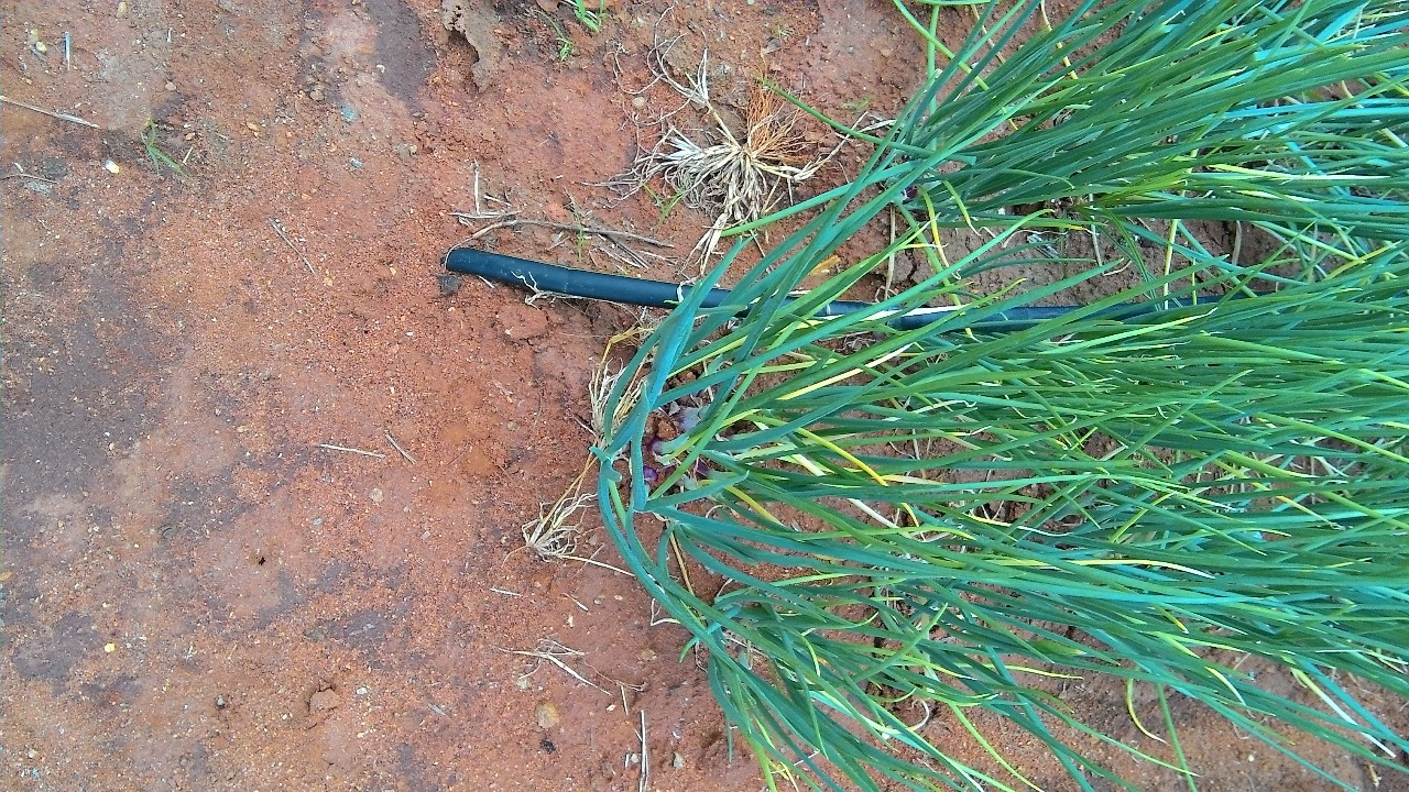 sakthi agro clinic onion growing 