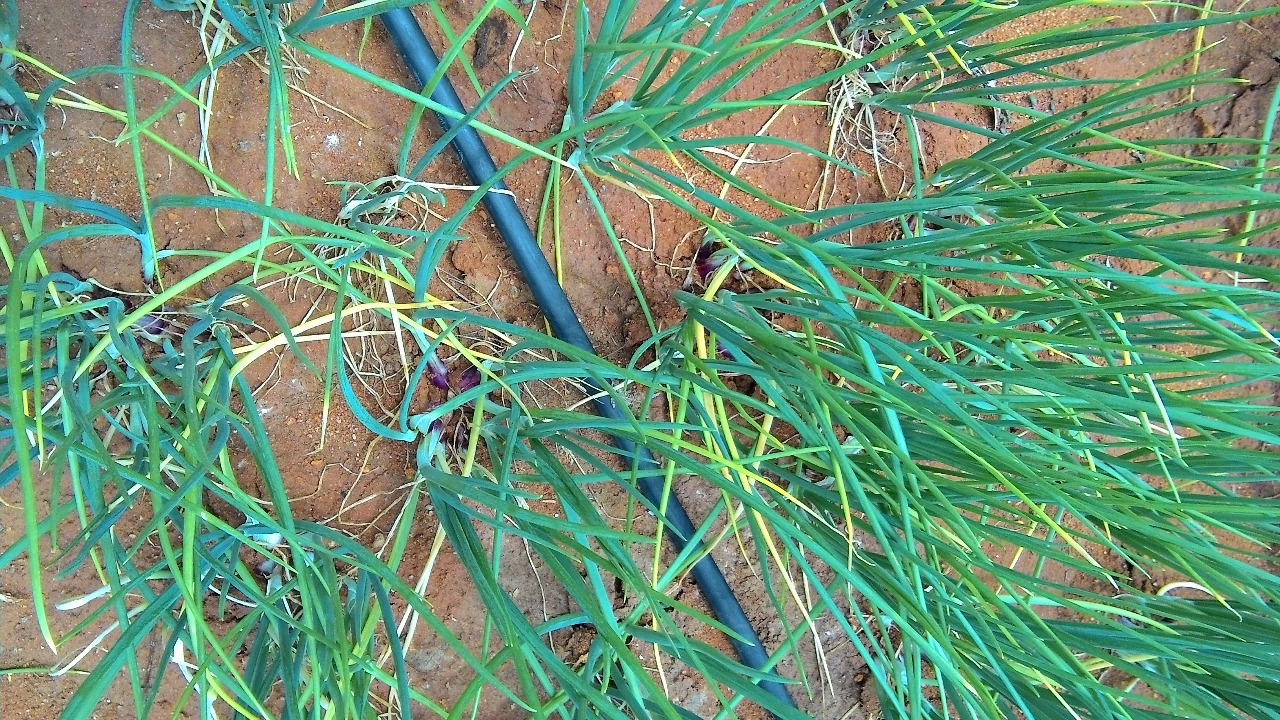 sakthi agro clinic onion growing 