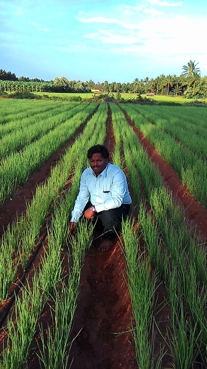 sakthi agro clinic onion growing 