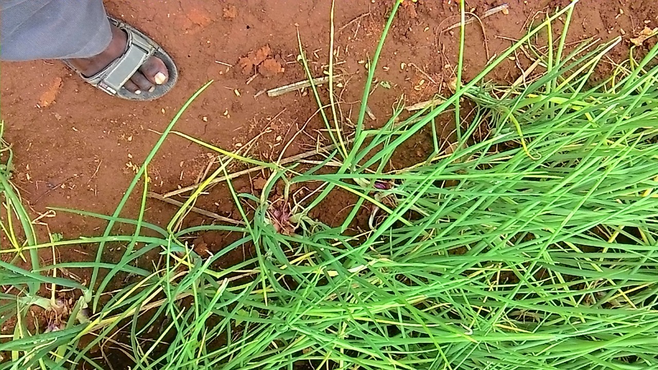sakthi agro clinic onion growing 