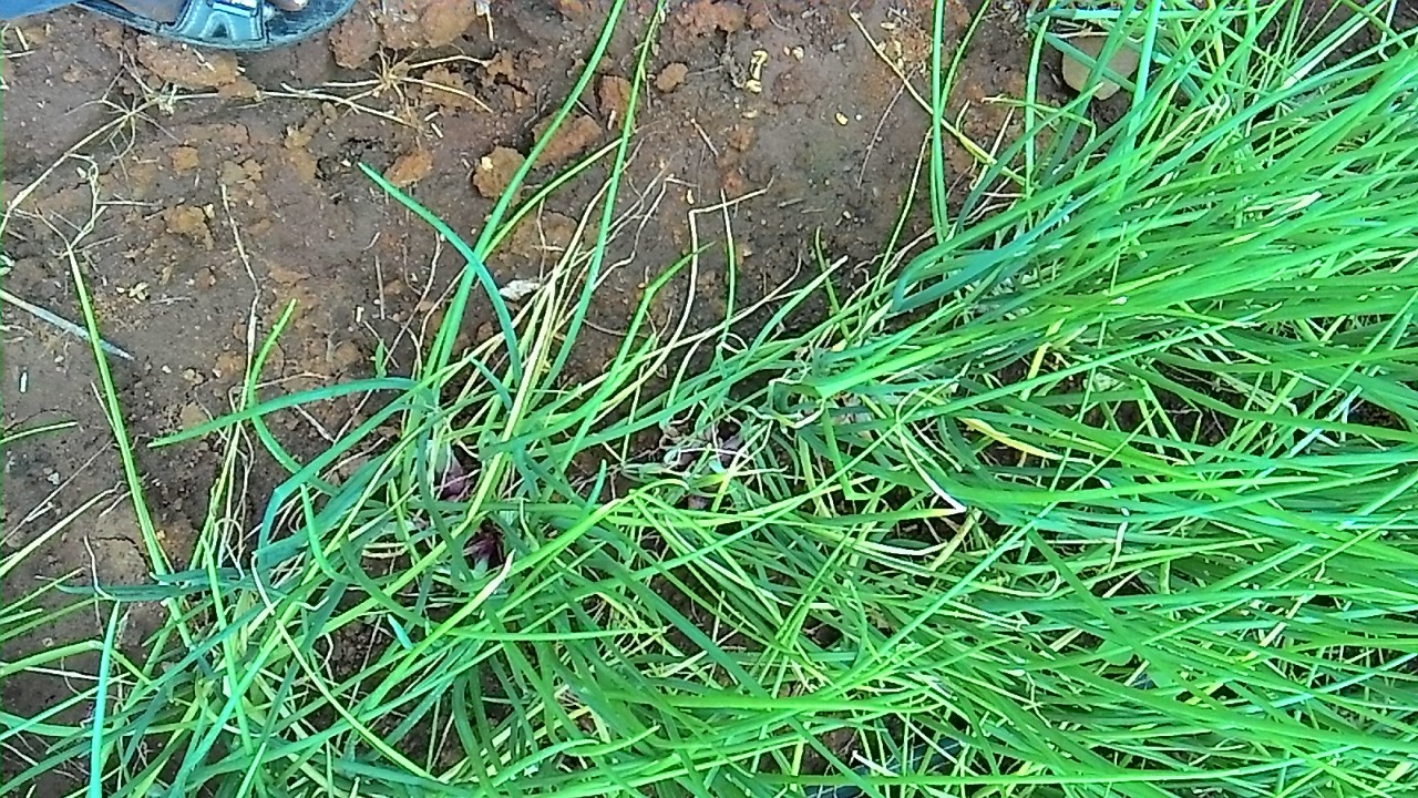 sakthi agro clinic onion growing 