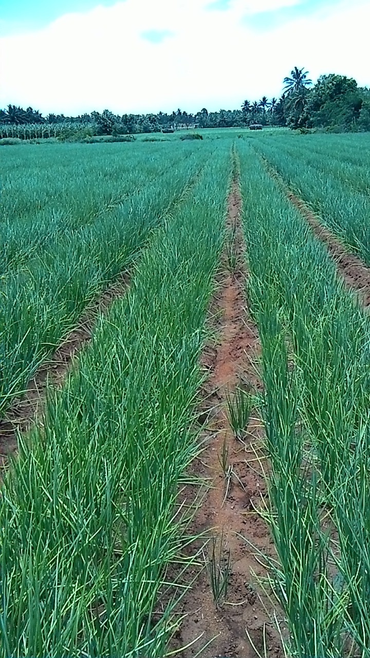 sakthi agro clinic onion growing 