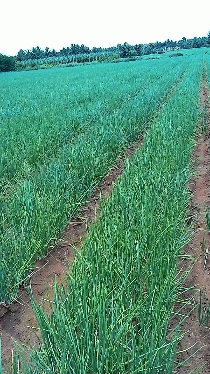 sakthi agro clinic onion growing 