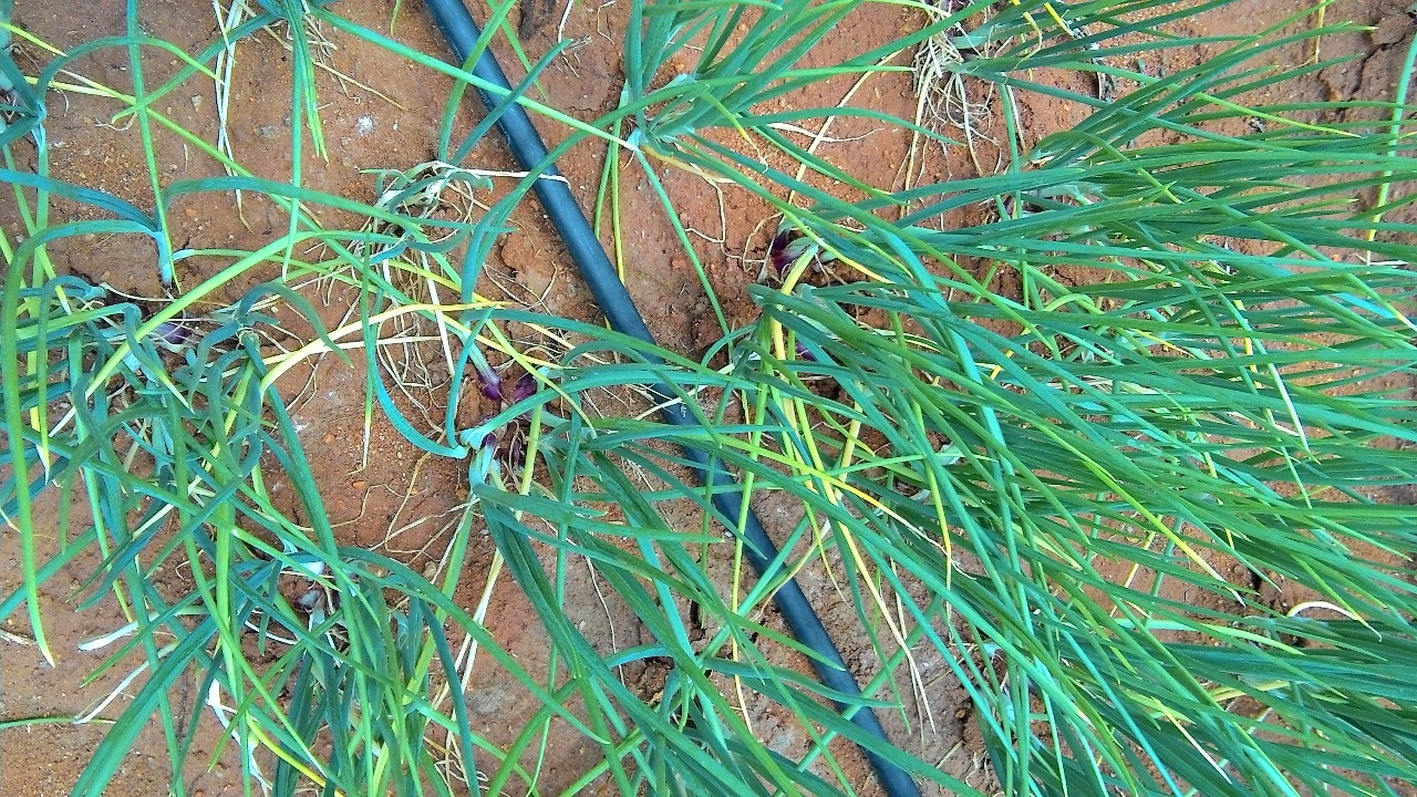 sakthi agro clinic onion growing 