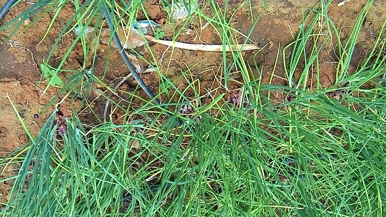 sakthi agro clinic onion growing 
