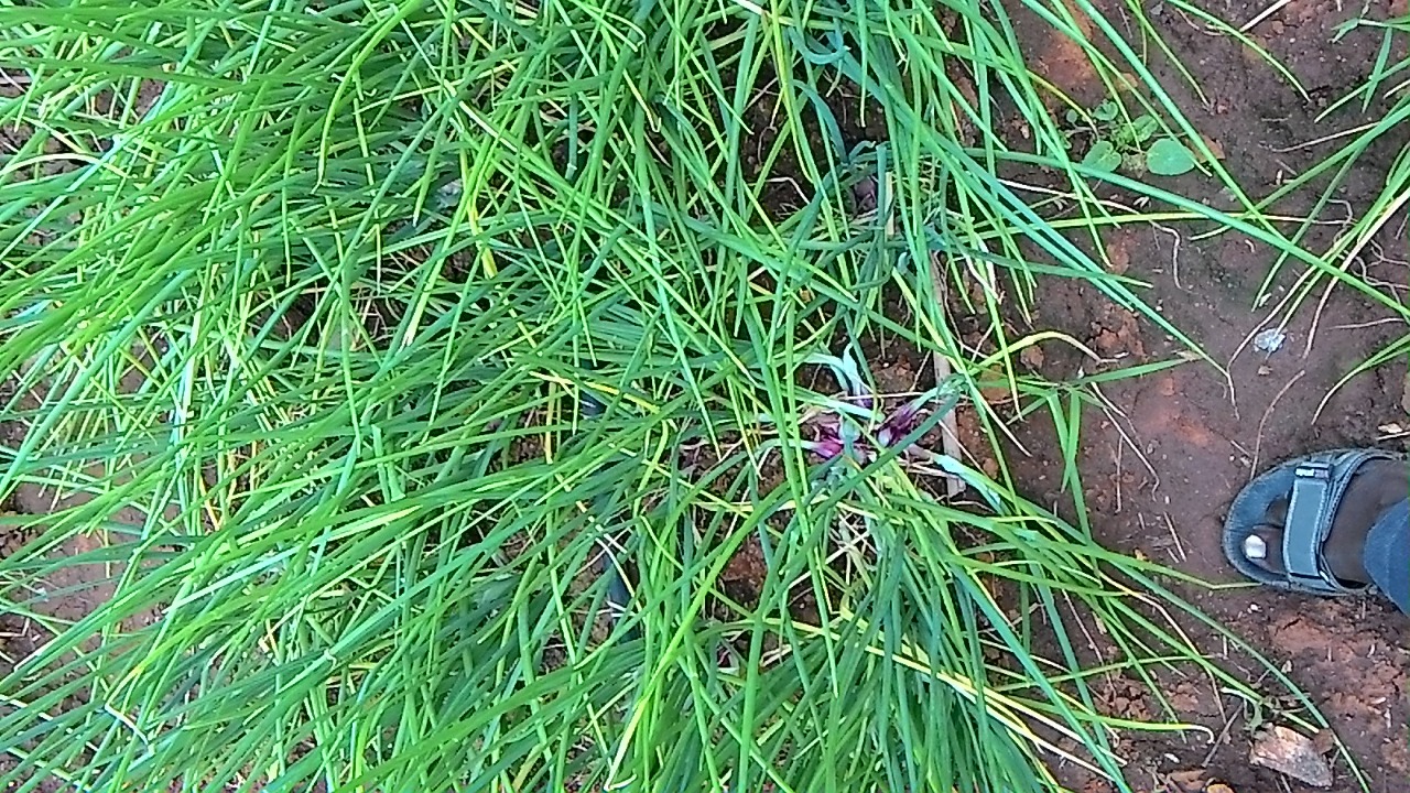 sakthi agro clinic onion growing 