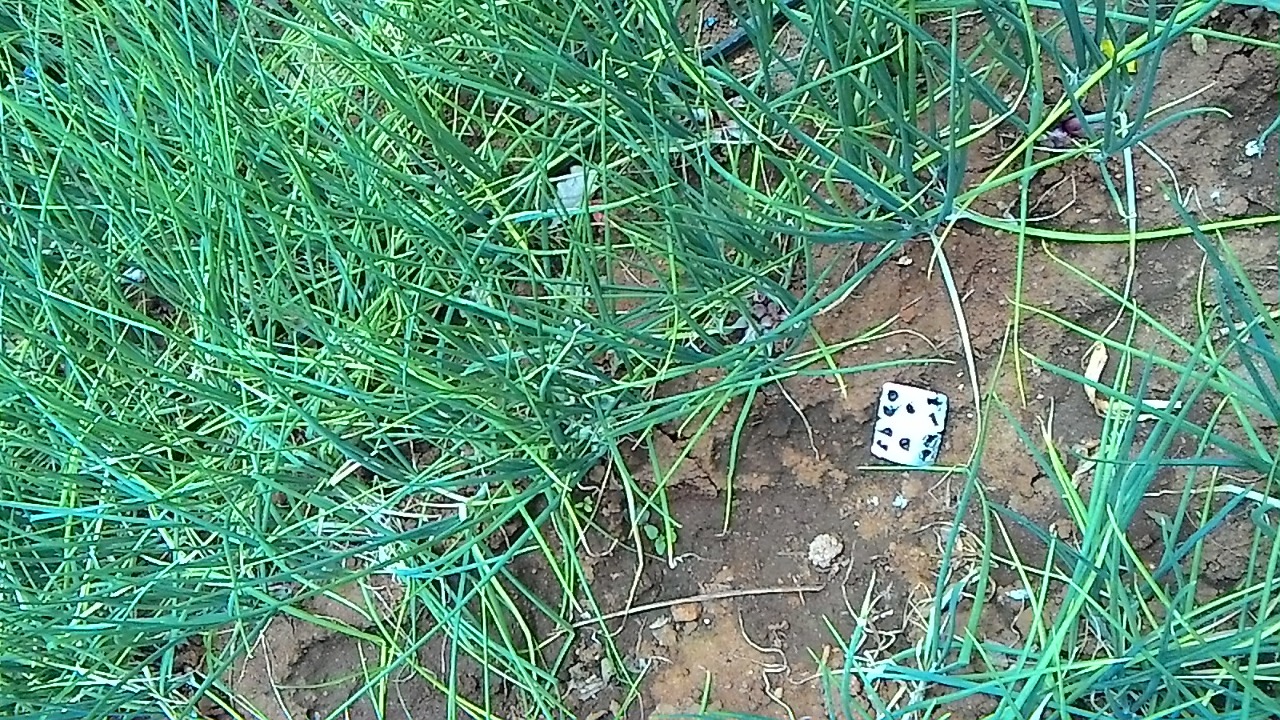 sakthi agro clinic onion growing 