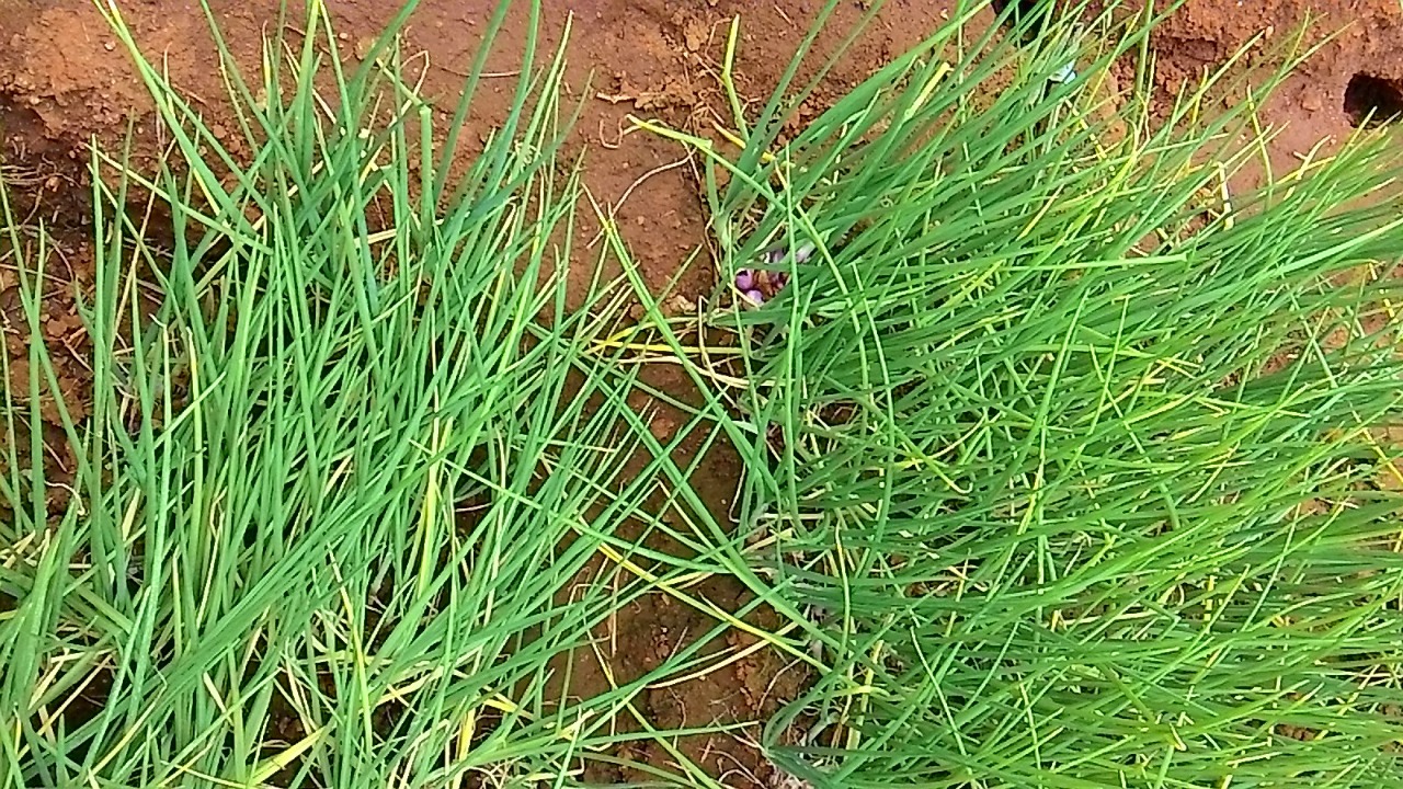 sakthi agro clinic onion growing 