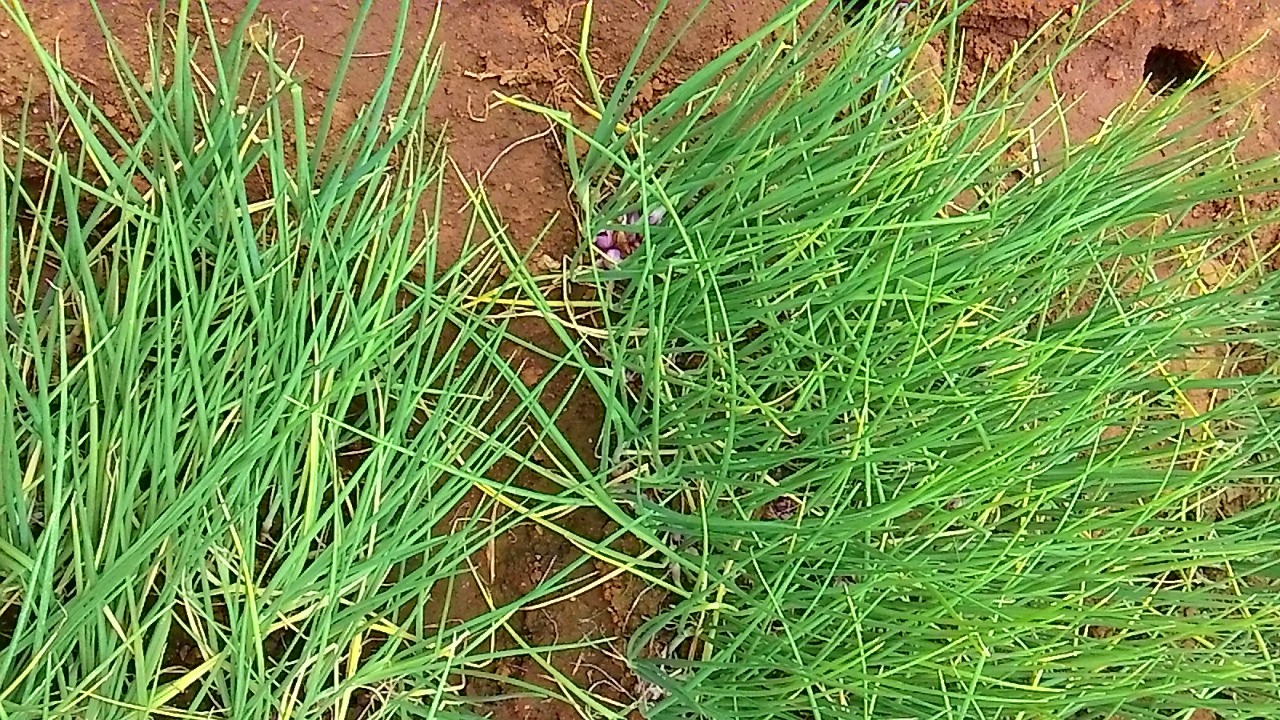 sakthi agro clinic onion growing 