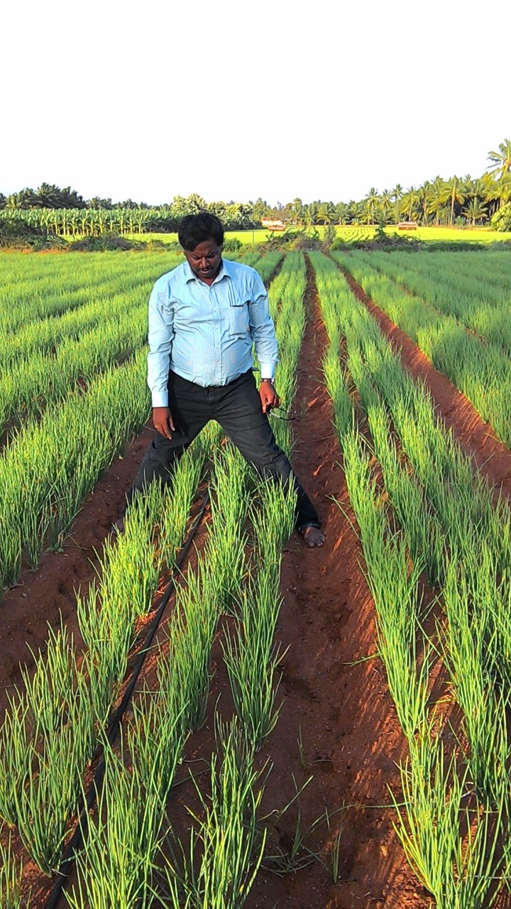 sakthi agro clinic onion growing 