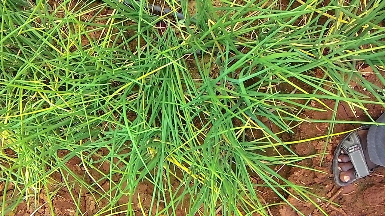 sakthi agro clinic onion growing 