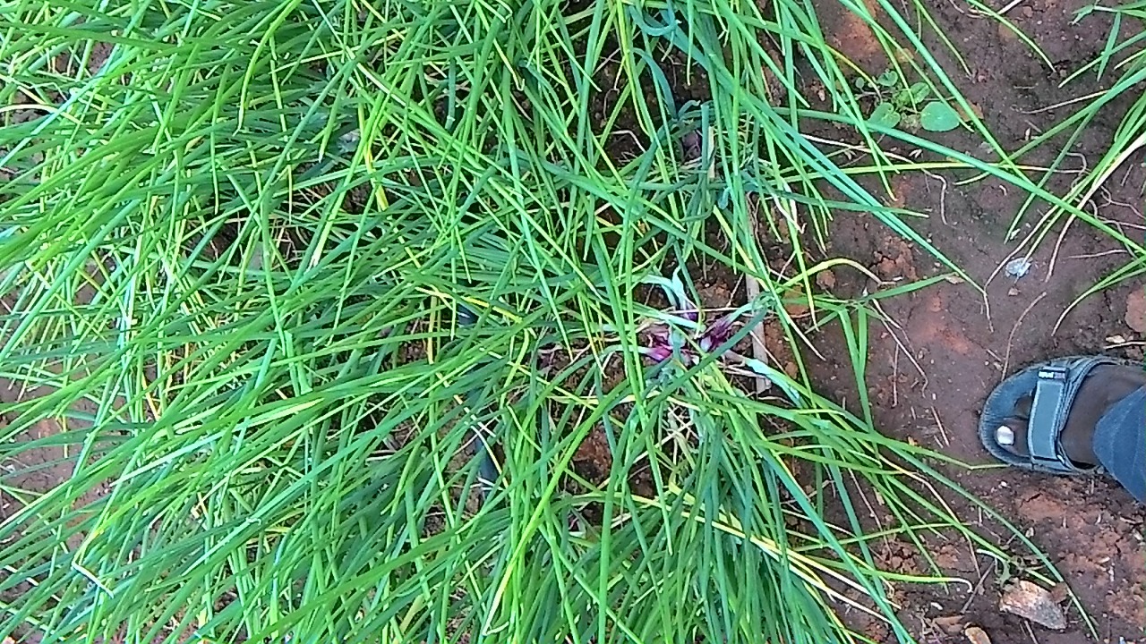 sakthi agro clinic onion growing 
