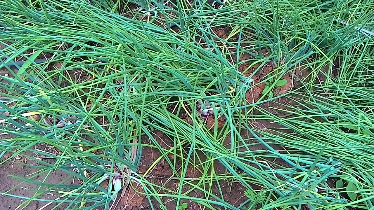 sakthi agro clinic onion growing 