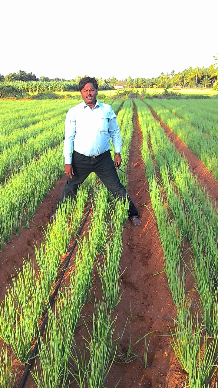 sakthi agro clinic onion growing 