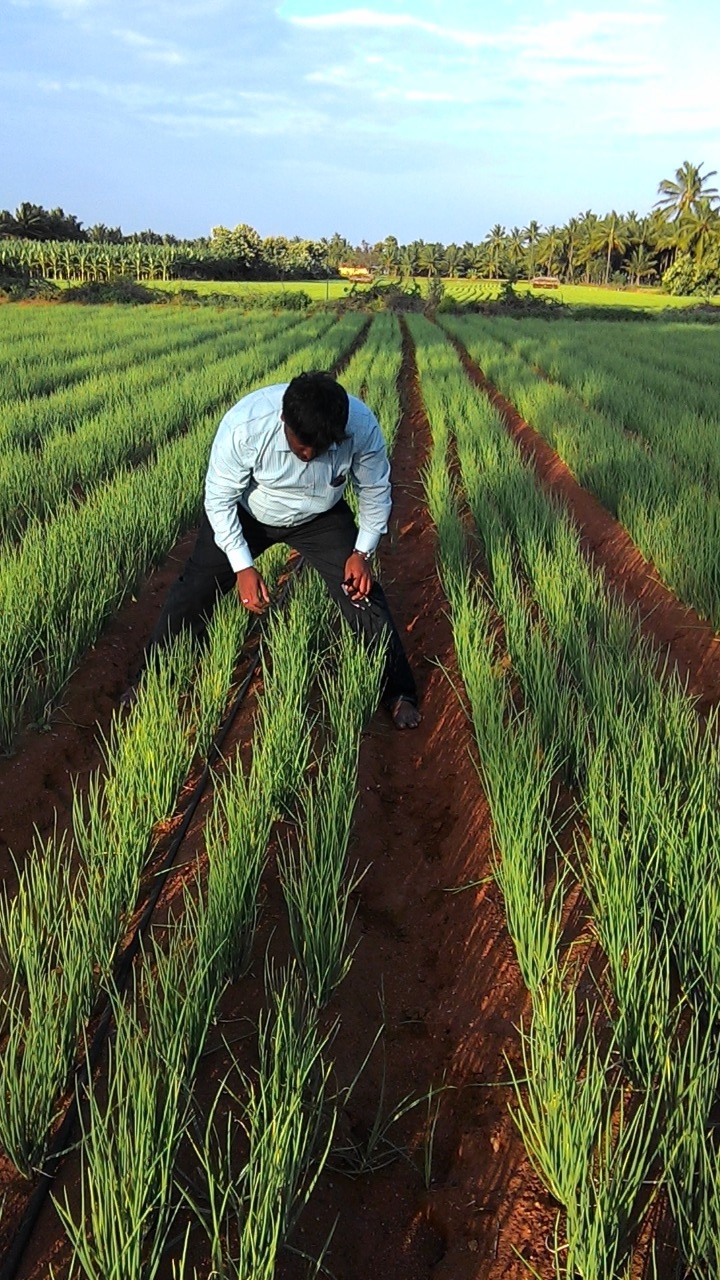 sakthi agro clinic onion growing 
