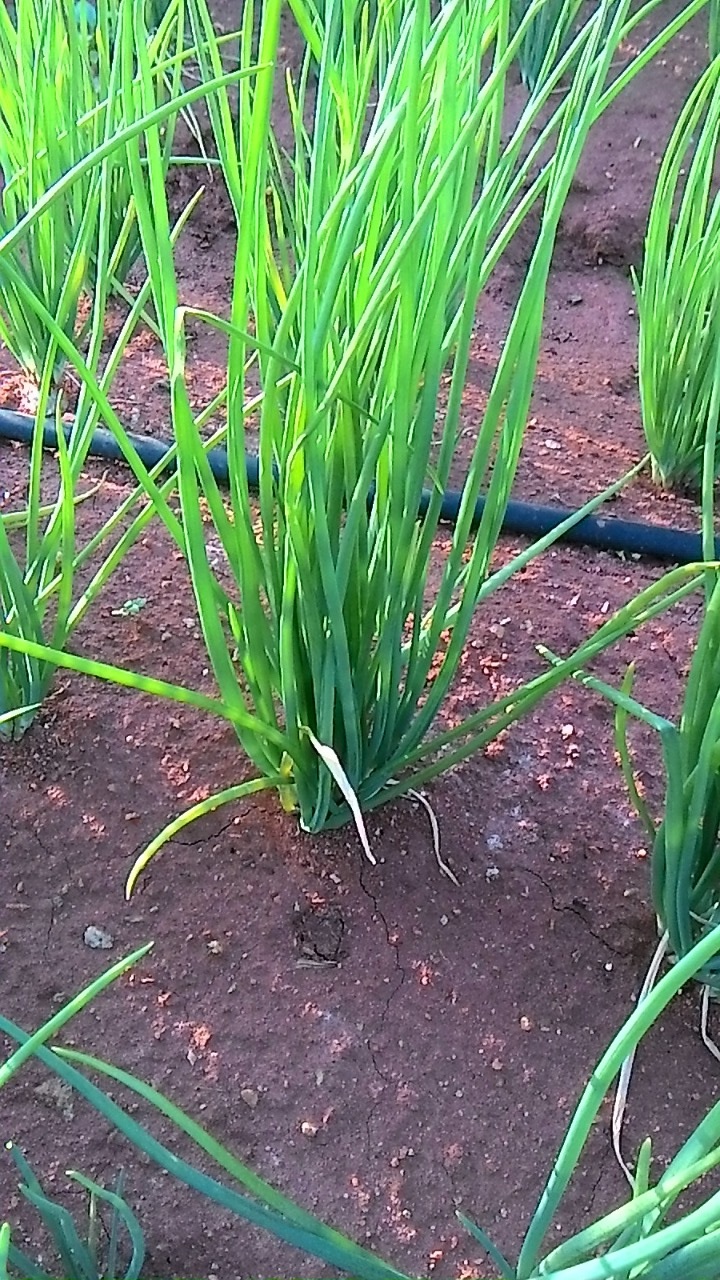 sakthi agro clinic onion growing 