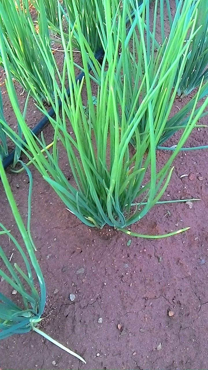 sakthi agro clinic onion growing 
