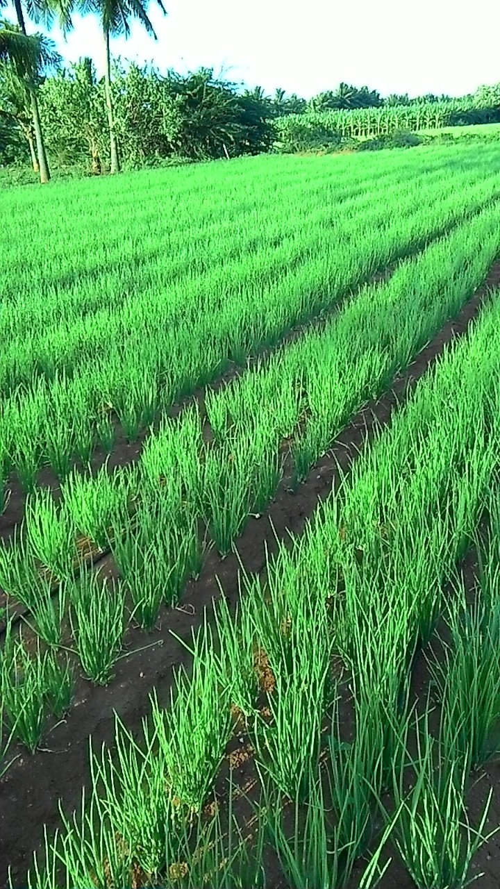 sakthi agro clinic onion growing 