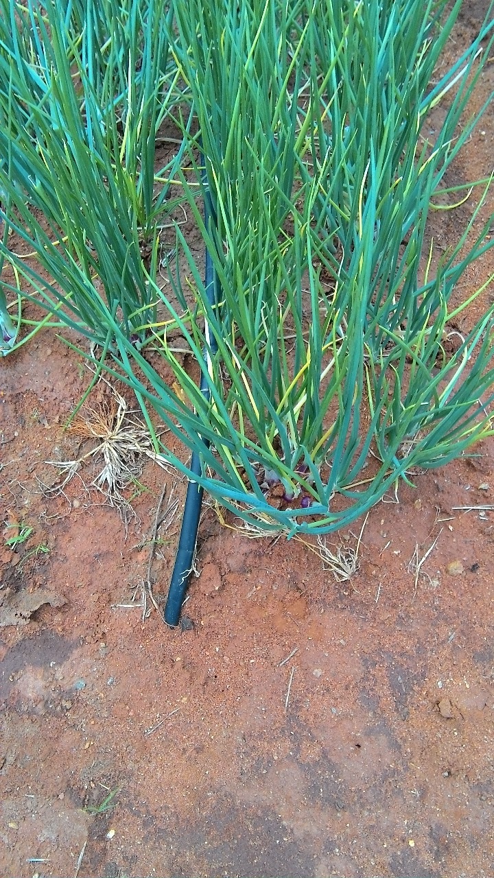 sakthi agro clinic onion growing 