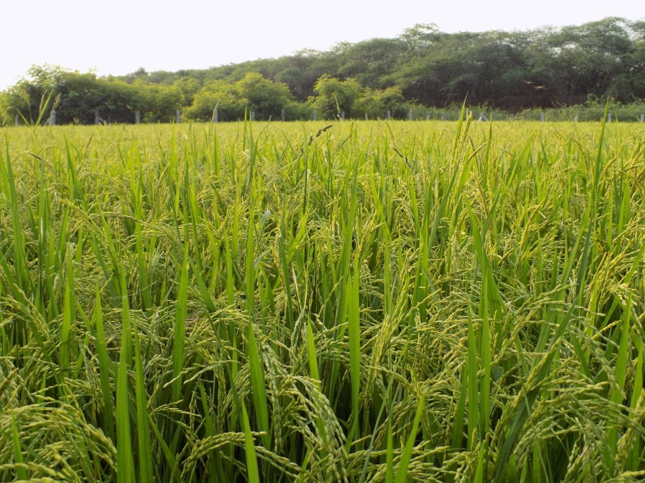 sakthi agro clinic Paddy Field