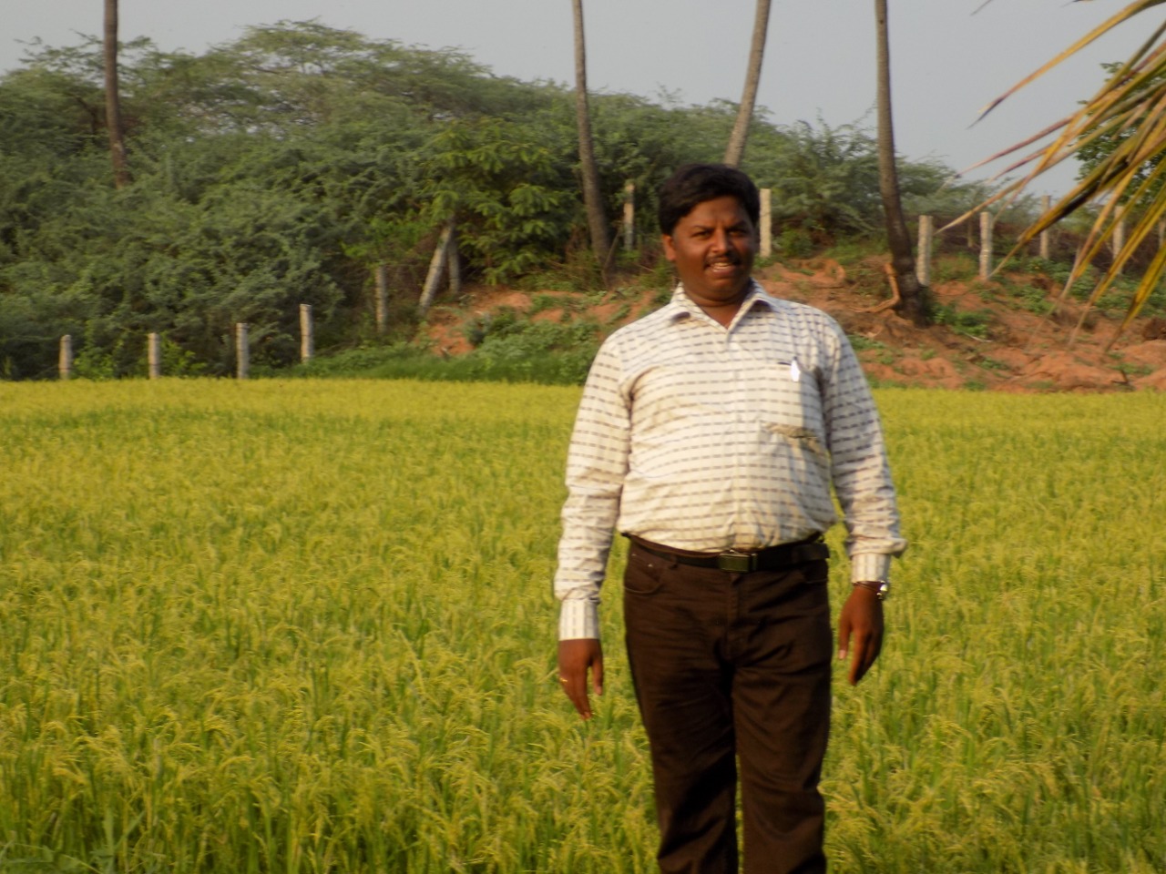 sakthi agro clinic Paddy Field