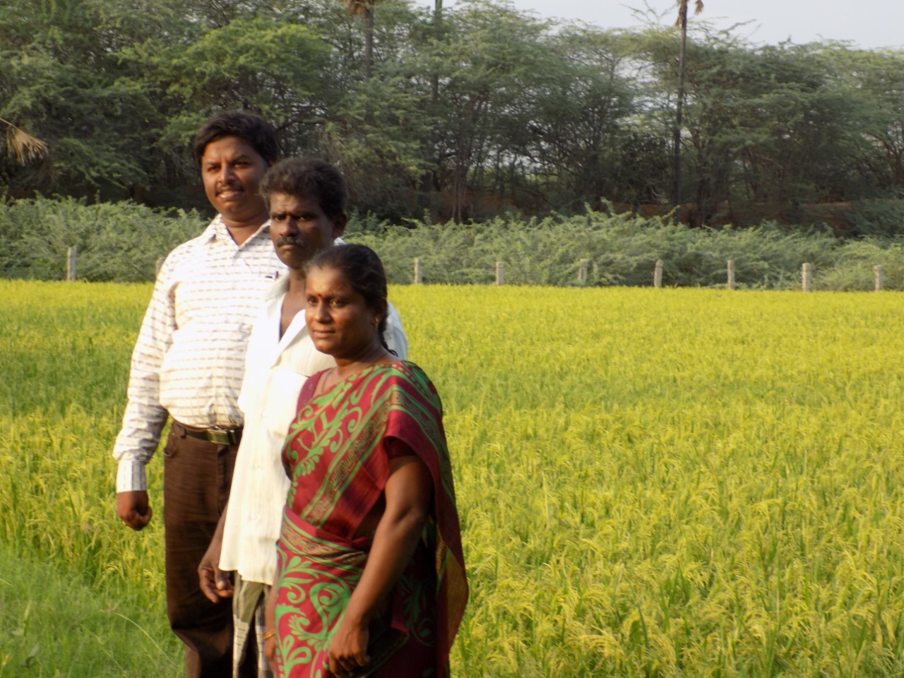 sakthi agro clinic Paddy Field