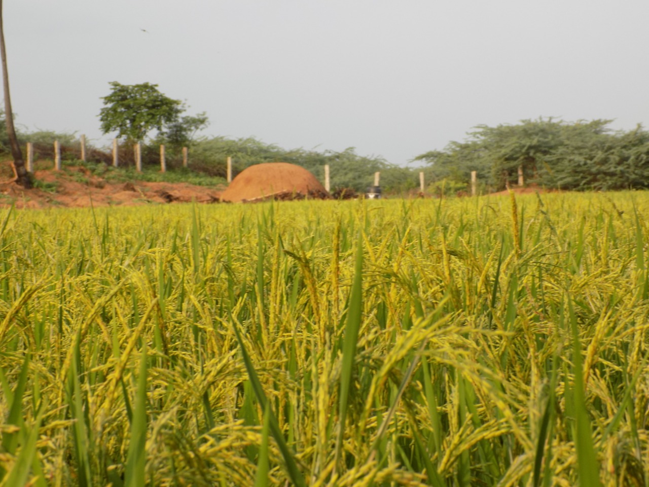 sakthi agro clinic Paddy Field