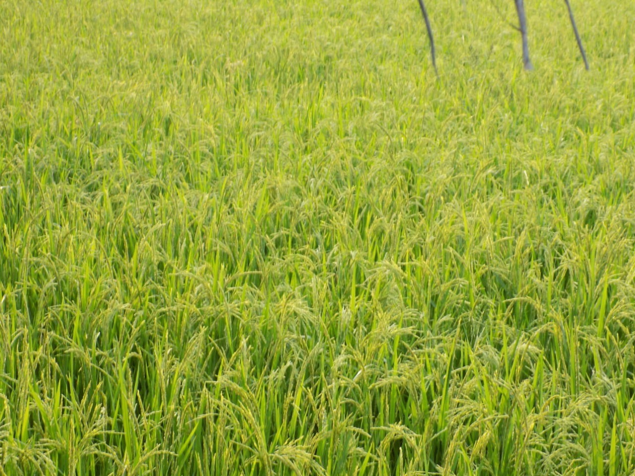 sakthi agro clinic Paddy Field