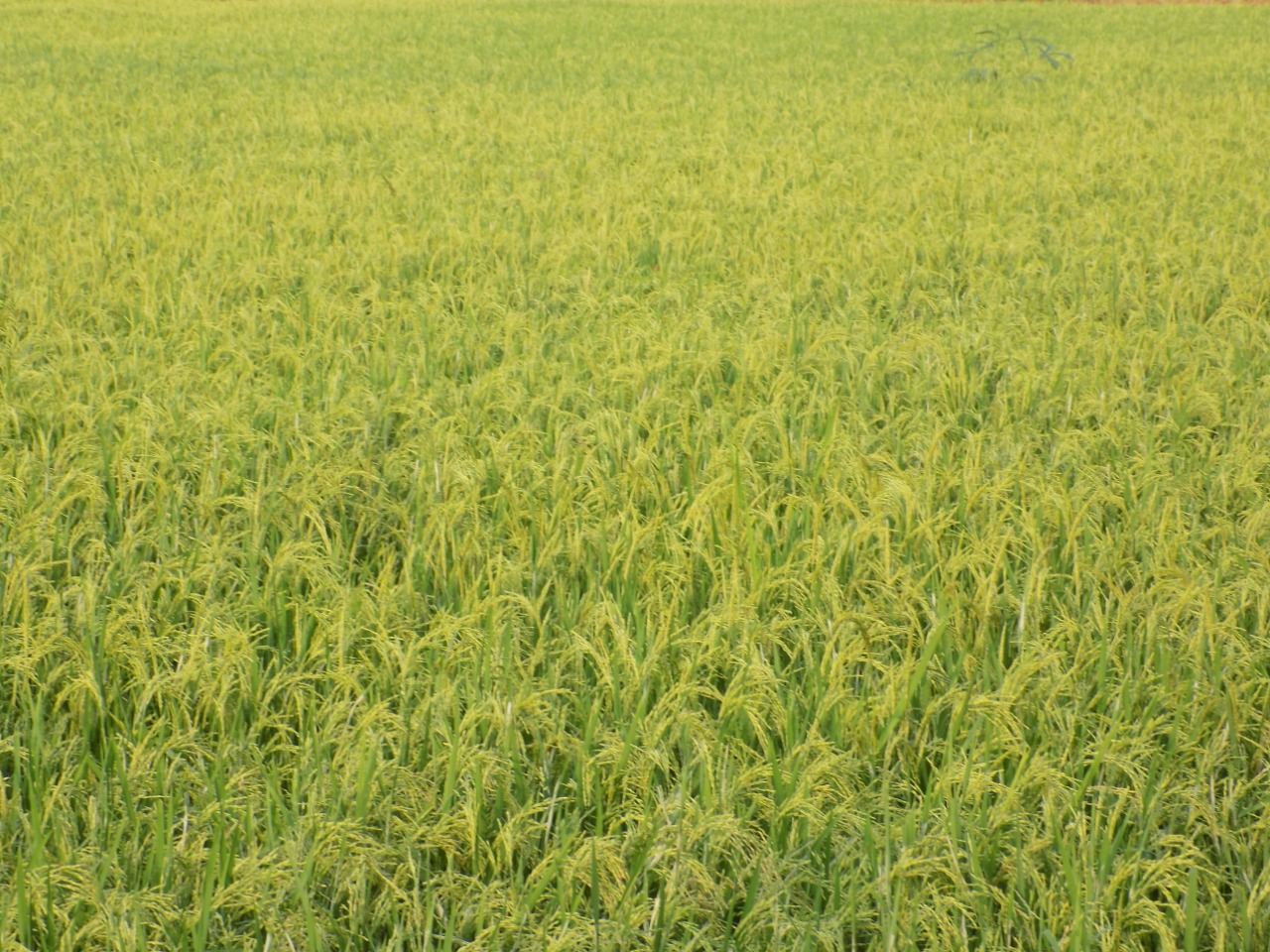 sakthi agro clinic Paddy Field