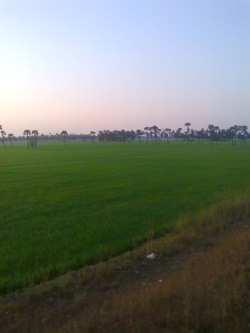 sakthi agro clinic Paddy Field