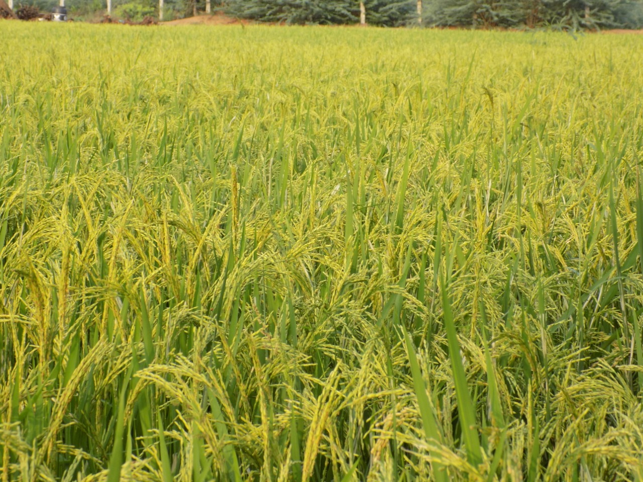 sakthi agro clinic Paddy Field