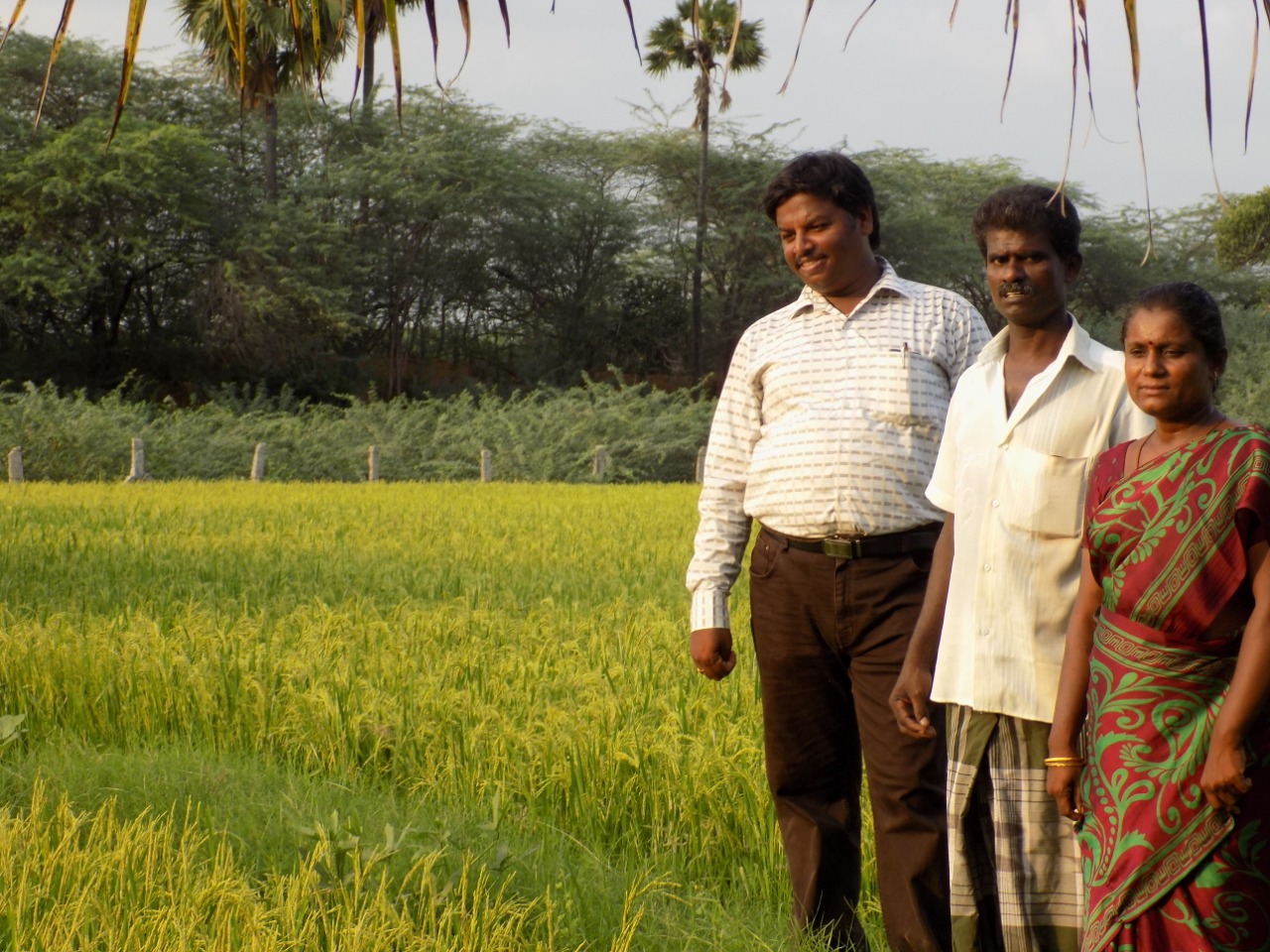 sakthi agro clinic Paddy Field