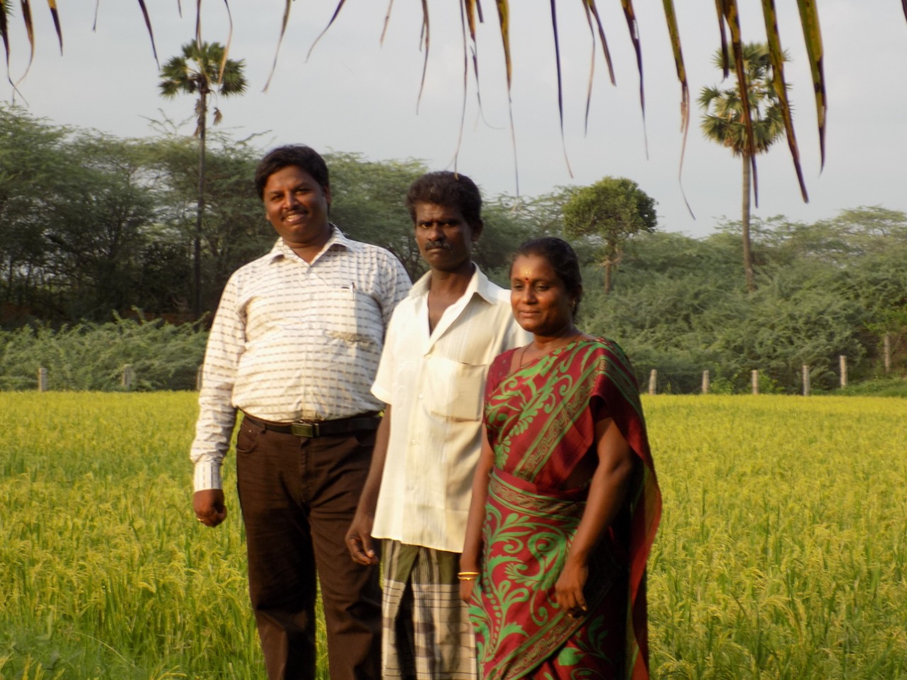 sakthi agro clinic Paddy Field