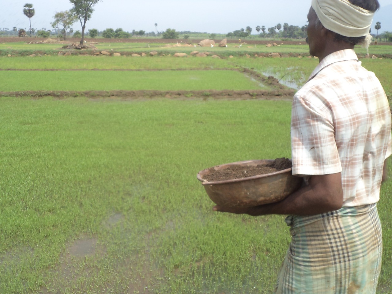 sakthi agro clinic Paddy Field