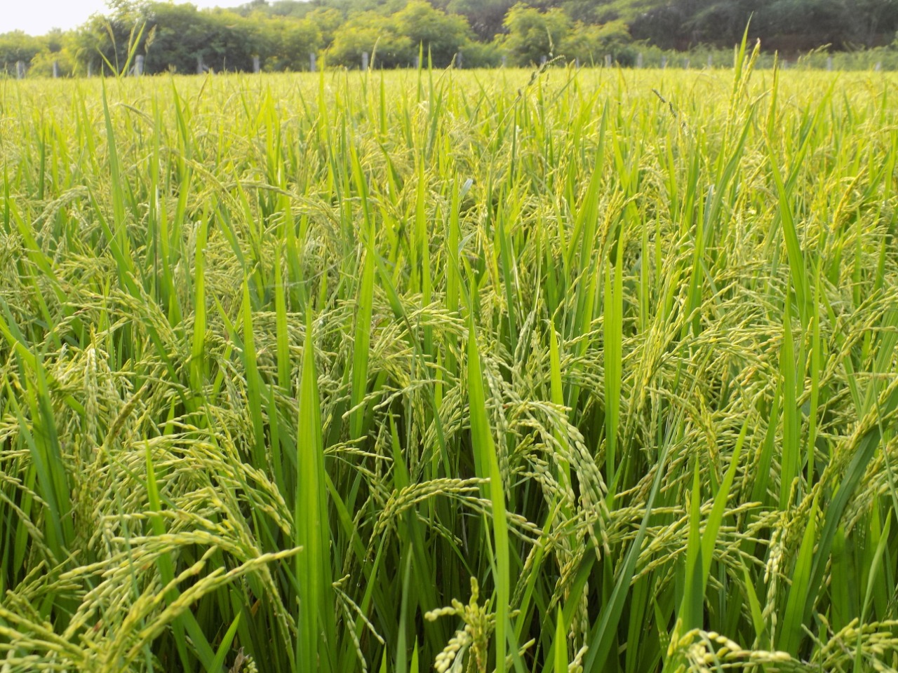 sakthi agro clinic Paddy Field