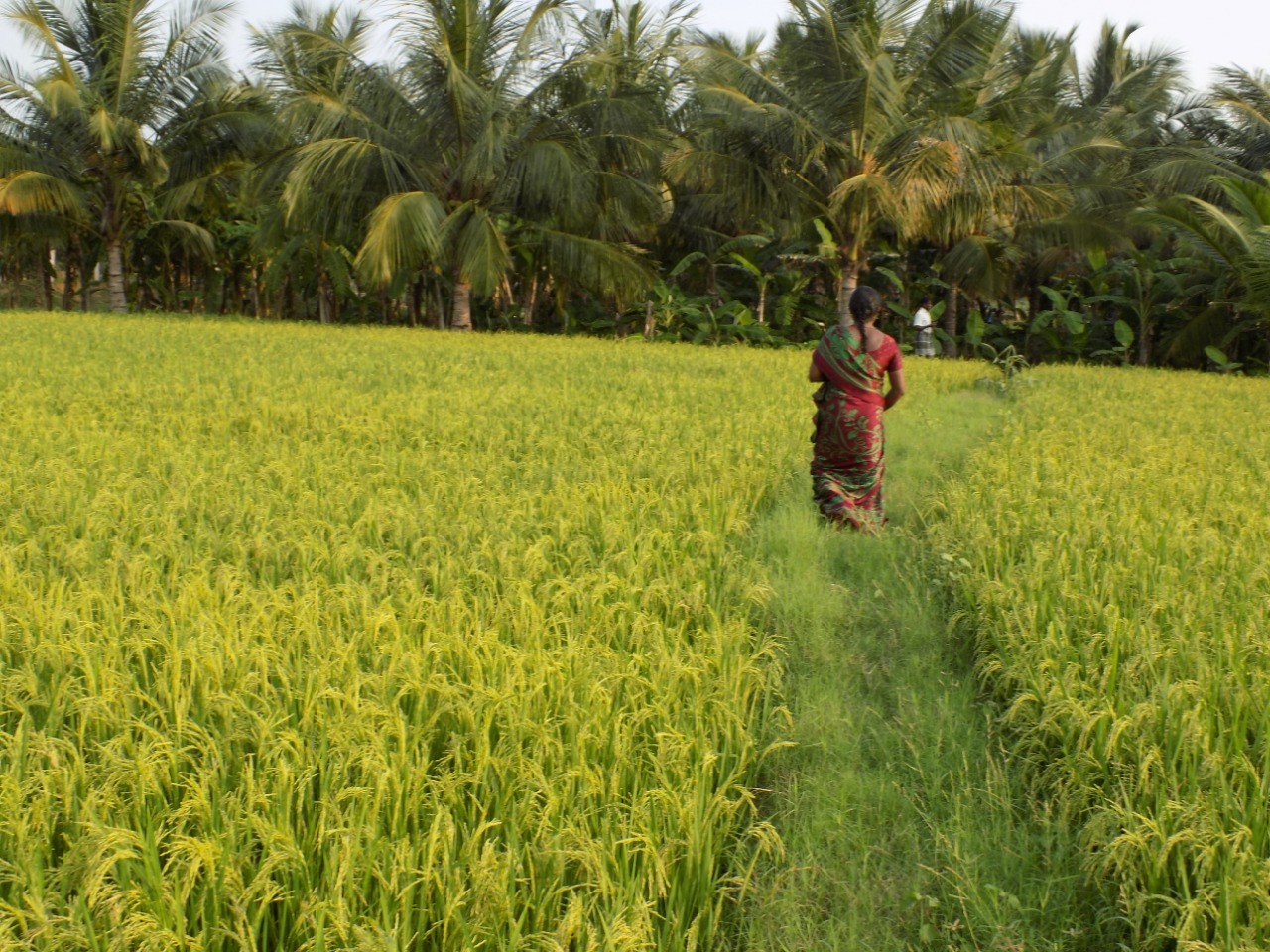 sakthi agro clinic Paddy Field
