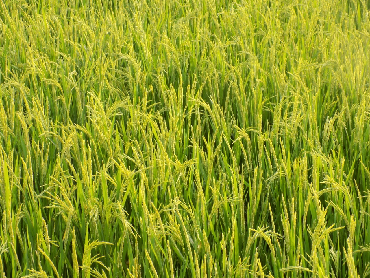 sakthi agro clinic Paddy Field