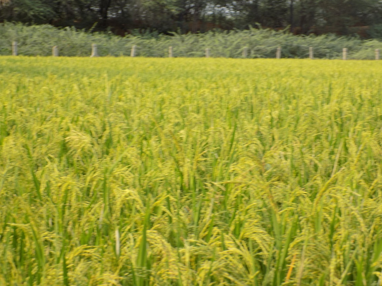 sakthi agro clinic Paddy Field