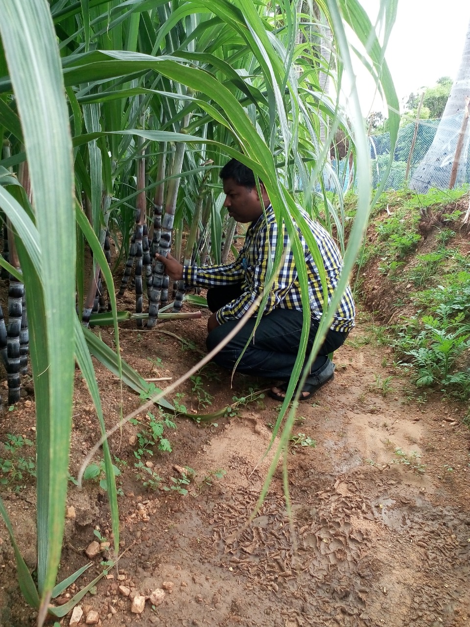 sakthi agro clinic