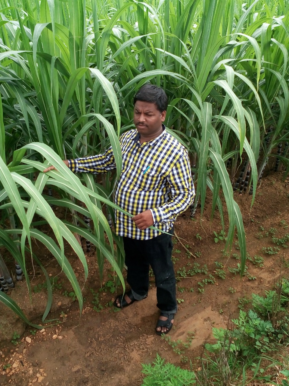 sakthi agro clinic