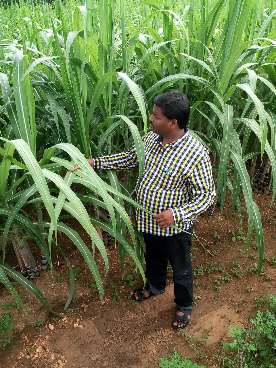 sakthi agro clinic