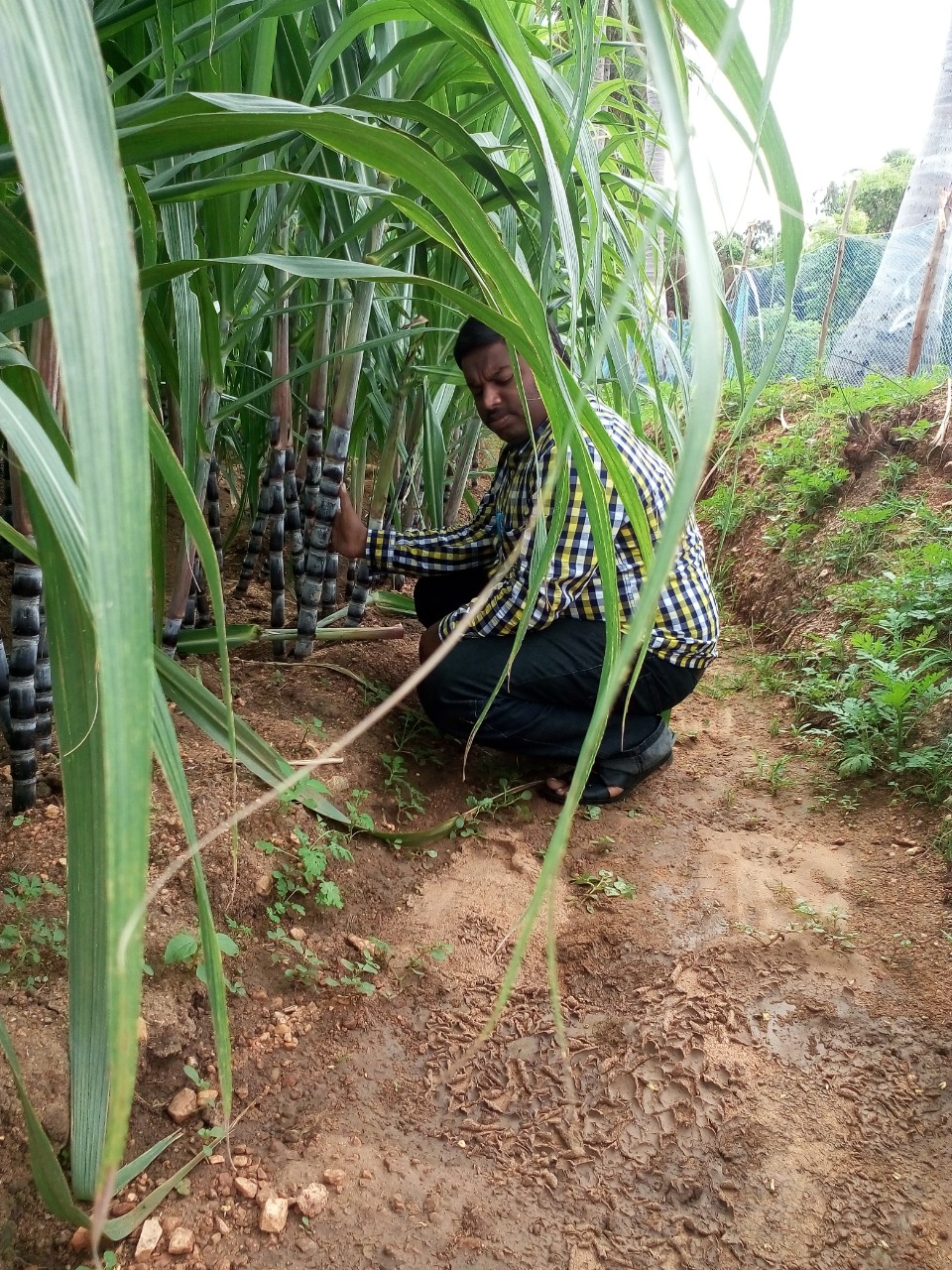 sakthi agro clinic